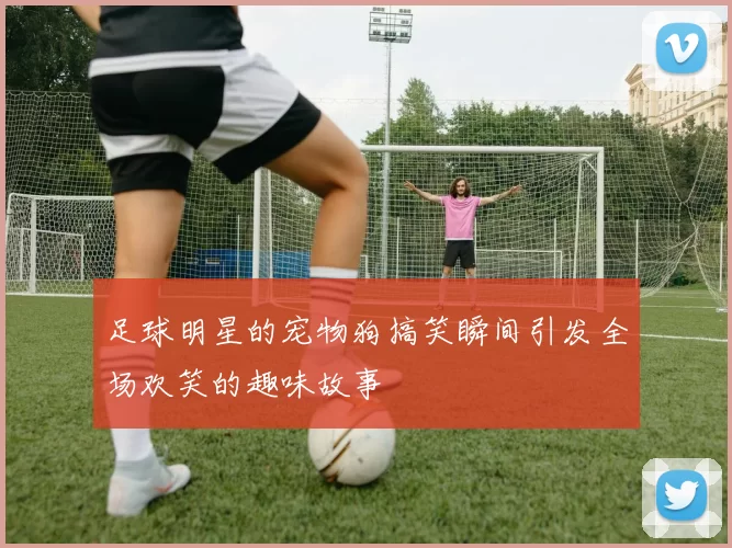 足球明星的宠物狗搞笑瞬间引发全场欢笑的趣味故事
